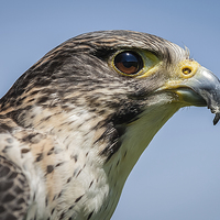 Buy canvas prints of  Hybrid Falcon by Alan Tunnicliffe