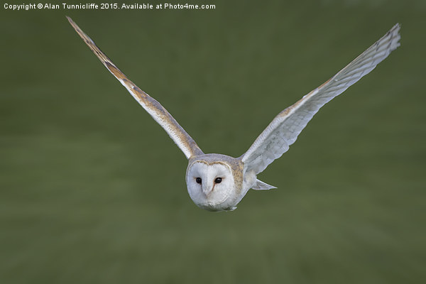  Barn owl in flight Picture Board by Alan Tunnicliffe