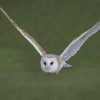 Buy canvas prints of  Barn owl in flight by Alan Tunnicliffe