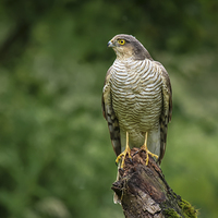 Buy canvas prints of Sparrowhawk by Alan Tunnicliffe