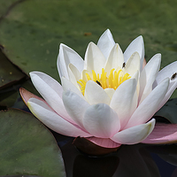 Buy canvas prints of  Water lily by Alan Tunnicliffe