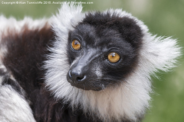  Ruffed Lemur Picture Board by Alan Tunnicliffe