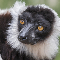 Buy canvas prints of  Ruffed Lemur by Alan Tunnicliffe