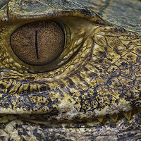Buy canvas prints of  Caiman Alligator by Alan Tunnicliffe