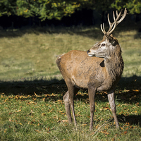 Buy canvas prints of  Red deer stag by Alan Tunnicliffe