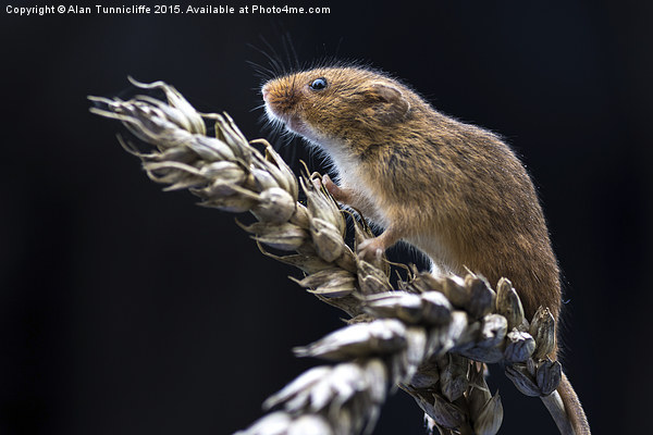  Harvest mouse Picture Board by Alan Tunnicliffe