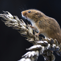 Buy canvas prints of  Harvest mouse by Alan Tunnicliffe