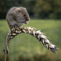 Buy canvas prints of  Harvest mouse by Alan Tunnicliffe