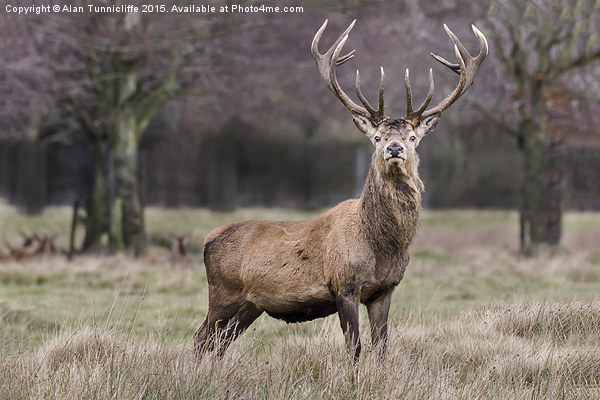 Red Deer Imperial Stag Picture Board by Alan Tunnicliffe