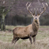 Buy canvas prints of  Red Deer Imperial Stag by Alan Tunnicliffe