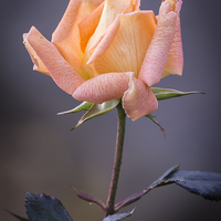 Buy canvas prints of  Single rose bloom by Alan Tunnicliffe