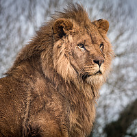 Buy canvas prints of African Lion by Alan Tunnicliffe