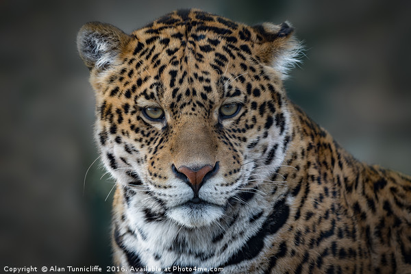 Jaguar Portrait Picture Board by Alan Tunnicliffe