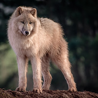Buy canvas prints of Arctic wolf by Alan Tunnicliffe