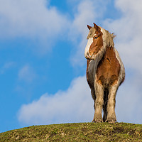 Buy canvas prints of Portrait of a horse by Alan Tunnicliffe