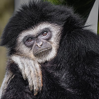 Buy canvas prints of White handed gibbon by Alan Tunnicliffe