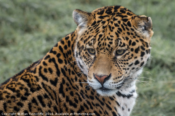 Portrait of a Jaguar Picture Board by Alan Tunnicliffe