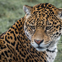 Buy canvas prints of Portrait of a Jaguar by Alan Tunnicliffe
