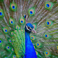Buy canvas prints of Indian Peafowl peacock by Alan Tunnicliffe