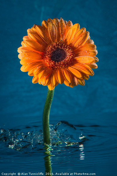 Water daisy Picture Board by Alan Tunnicliffe