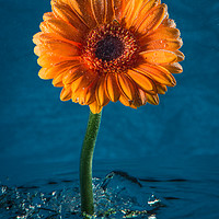 Buy canvas prints of Water daisy by Alan Tunnicliffe