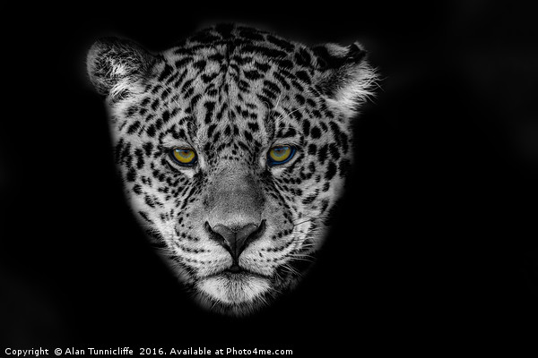 Jaguar Portrait Picture Board by Alan Tunnicliffe