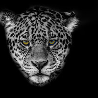 Buy canvas prints of Jaguar Portrait by Alan Tunnicliffe