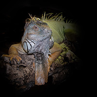 Buy canvas prints of Iguana by Alan Tunnicliffe