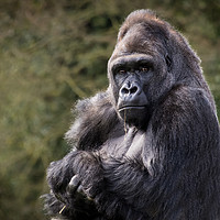 Buy canvas prints of Silver back gorilla by Alan Tunnicliffe