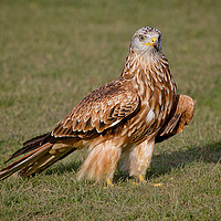 Buy canvas prints of Red Kite by Alan Tunnicliffe