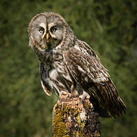 Buy canvas prints of Great Grey owl by Alan Tunnicliffe