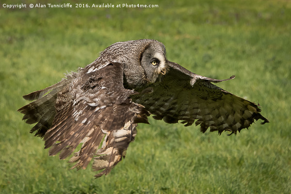 Great grey owl in flight Picture Board by Alan Tunnicliffe