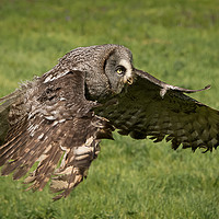 Buy canvas prints of Great grey owl in flight by Alan Tunnicliffe