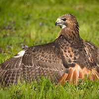 Buy canvas prints of Red tailed hawk by Alan Tunnicliffe