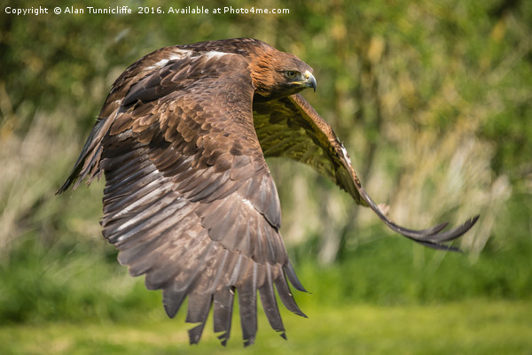 Red tailed hawk in flight Picture Board by Alan Tunnicliffe