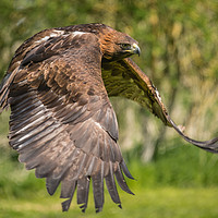 Buy canvas prints of Red tailed hawk in flight by Alan Tunnicliffe