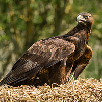 Buy canvas prints of Golden Eagle by Alan Tunnicliffe
