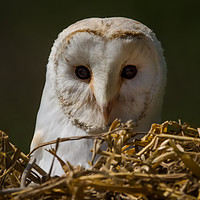 Buy canvas prints of Barn Owl by Alan Tunnicliffe