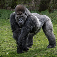 Buy canvas prints of Silver back gorilla by Alan Tunnicliffe
