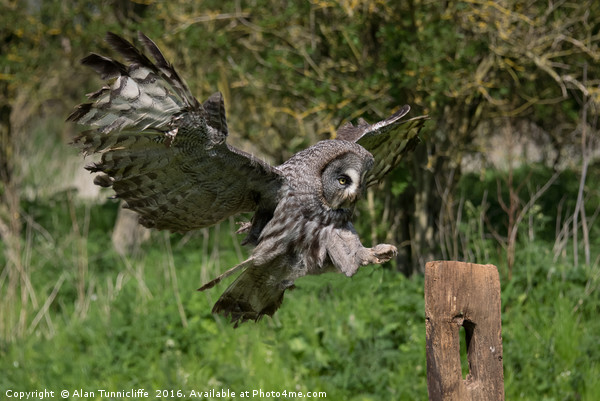 Flying great grey owl Picture Board by Alan Tunnicliffe