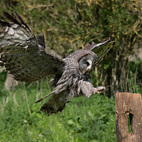 Buy canvas prints of Flying great grey owl by Alan Tunnicliffe