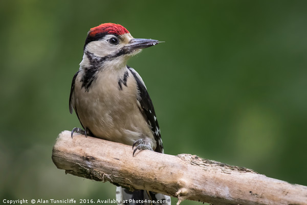 great spotted woodpecker  Picture Board by Alan Tunnicliffe