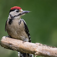 Buy canvas prints of great spotted woodpecker  by Alan Tunnicliffe