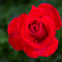 Buy canvas prints of Red rose by Alan Tunnicliffe