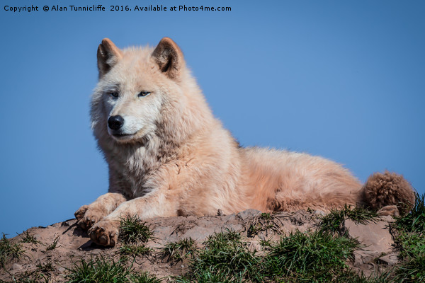 Arctic wolf Picture Board by Alan Tunnicliffe