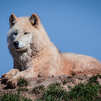 Buy canvas prints of Arctic wolf by Alan Tunnicliffe