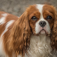 Buy canvas prints of Cavalier King Charles Spaniel by Alan Tunnicliffe