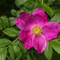 Buy canvas prints of Dog rose by Alan Tunnicliffe