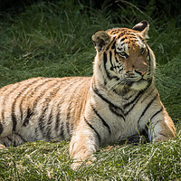 Buy canvas prints of Tiger by Alan Tunnicliffe