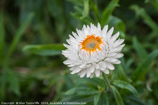 Strawflower Picture Board by Alan Tunnicliffe